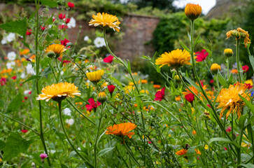 Variety of colourful wild flowers including crimson flax plants and daisies, growing in an Arts and Crafts inspired garden near Chipping Campden in the Cotswolds, Gloucestershire, UK.