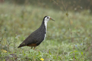 White-breasted waterhen, Amaurornis phoenicurus, closeup India