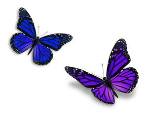 Obraz na płótnie Canvas colorful monarch butterfly
