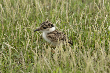 Yellow wattled lapwing chick, Vanellus malabaricus, India