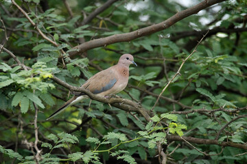 Laughing dove, Spilopelia senegalensis  a small pigeon, India