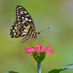 The lime butterfly (Papilio demoleus) butterfly on pink flower.