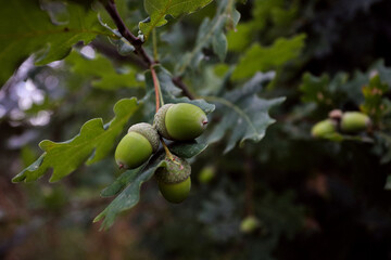 branch of a young oak tree with green stomachs close up