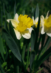 white-yellow daffodil flower close-up on a background of green leaves in summer