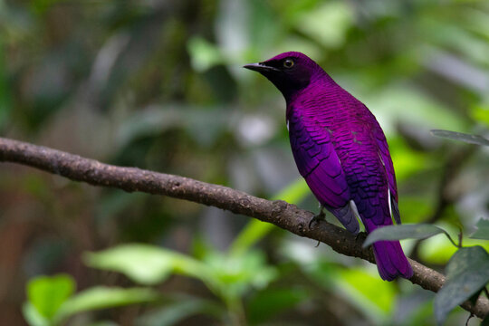 Violet-backed starling, also known as the plum-coloured starling, Cinnyricinclus leucogaster