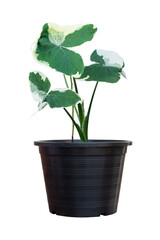Xanthosoma sagittifolium (L.) Schott or Alocasia Mickey Mouse growing in black plastic pot isolated on white background included clipping path.