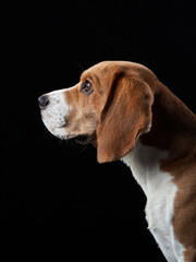 portrait on a dark background. Funny Beagle on black 