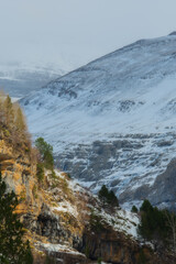 High mountain forest landscape in snowy winter with trees in Ordesa Valley, Pyrenees, national park, Spain. Vertical view