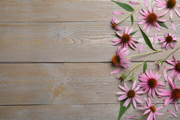 Fototapeta premium Beautiful echinacea flowers on wooden table, flat lay. Space for text