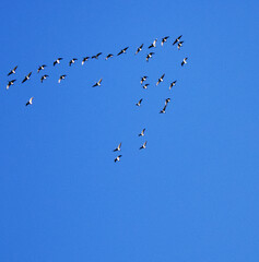 blue sky flying birds