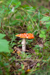 An inedible mushroom is a red fly agaric near a tree. Forest poisonous mushroom red fly agaric. Beautiful forest background with a red mushroom close-up.
