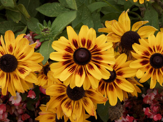 (Rudbeckia hirta 'Sputnik') Coneflower Kelvedon Star or or Black-eyed Susan