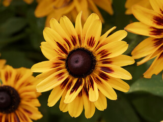 Close up on Rudbeckia hirta 'Sputnik' or Black-eyed Susan 'Kelvedon Star' with yellow ray florets streaked with dark brown circling black dome-shaped cone
 - obrazy, fototapety, plakaty