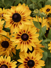 Rudbeckia hirta 'Sputnik' or Black-eyed Susan, colourful daisy-like flowers with droop downwards petals in shades of yellow, orange or red from black dome-shaped cone - obrazy, fototapety, plakaty
