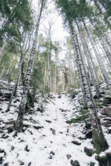 High mountain forest landscape in snowy winter with trees in Ordesa Valley, Pyrenees, national park, Spain. Vertical view