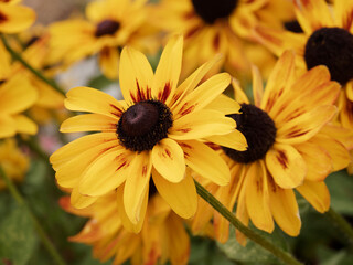 Rudbeckia hirta 'Sputnik' or Black-eyed Susan with lush mahogany center contrasts and golden yellow...