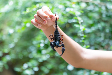 selective focus A large black scorpion in teenage boy's hand holding the tail of a scorpion...