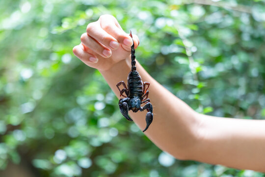 selective focus A large black scorpion in teenage boy's hand holding the tail of a scorpion Dangerous poisonous insects entering the house during the rainy season in Thailand There is space for text.