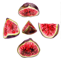 watercolor botanical illustration of figs cut into slices. A delicious harvest.Healthy food and a healthy lifestyle.