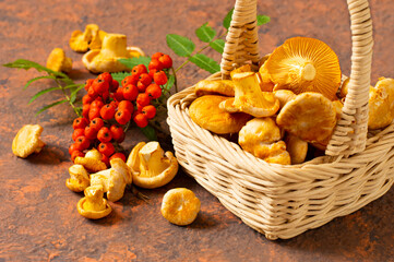 Wild chanterelle mushrooms fall out of basket