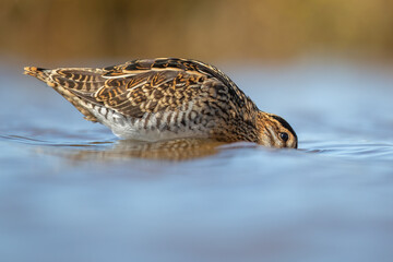 snipe standing with his head in the blue water from the breebaartpolder in Groningen, the Netherlands