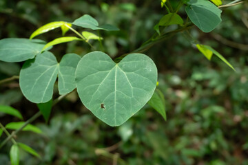 Fototapeta na wymiar plant leaf in the shape of heart. blurred background of green plants. copy space
