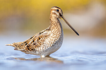 Snipe standing in the blue water from the breebaartpolder in Groningen, the Netherlands