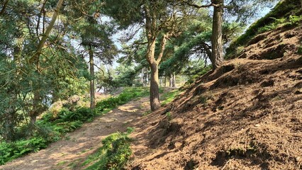 Fototapeta premium path in the forest