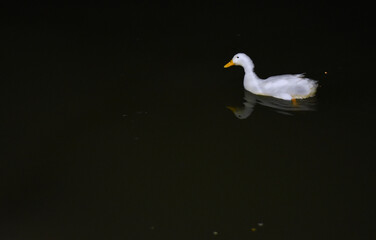 white duck swimming alone on the lake in the darkness. black background and copy space. horizontal