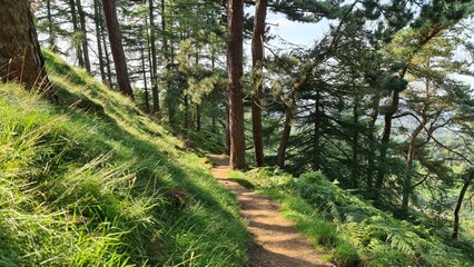 path in the forest