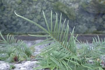 Plants grow on the stone wall. Wild plants growth on the rock wall.