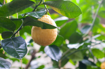 lemon on tree