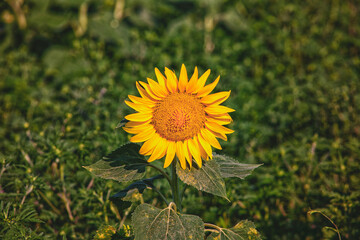 young sunflower outdoors outside the city