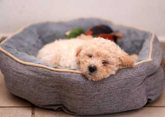 beige poodle puppy sleeping inside its gray bed. horizontal