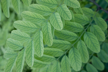 Robinia pseudoacacia branches with new leaf