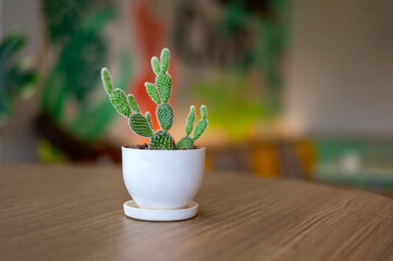Cactus in white pot on blurred coffee shop background