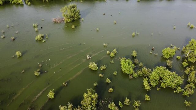Aerial view excavator tire path at mangrove swamp