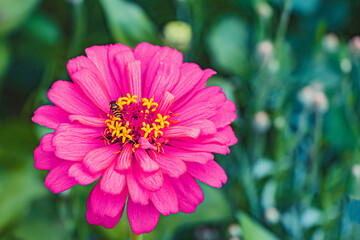 blooming purple or magenta elegant zinnia on a blurred green background with place for text. beautiful zinnia elegant with a bee collecting nectar. soft focus
