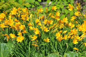 Fototapeta premium Colorful garden. Flowerbeds in a beautiful city park.