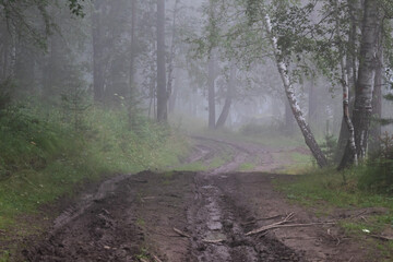 Thick fog in the forest. A path leading into the fog.