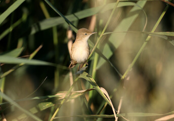Close-up of a Eurasian reed warbler, or just reed warbler (Acrocephalus scirpaceus) on a reed branch in the morning light. Identification by photo