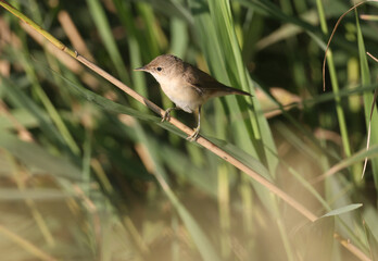 Close-up of a Eurasian reed warbler, or just reed warbler (Acrocephalus scirpaceus) on a reed branch in the morning light. Identification by photo