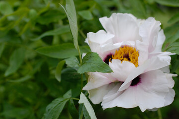 white and pink flower