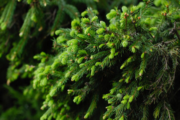 green moss on the tree