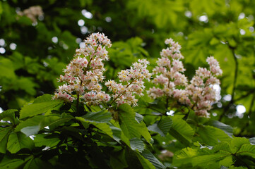 flowers in the garden