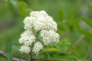 white flowers in the garden