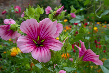 Obraz premium Magenta coloured mallow trifida with vivid green eye, growing in a garden near Chipping Campden in the Cotswolds, Gloucestershire, UK