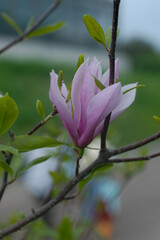 magnolia tree blossom