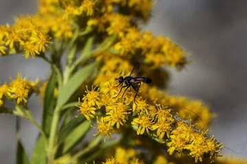 Raupenfliege