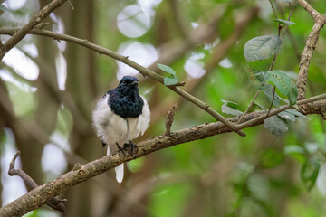 Naklejka premium Beautiful male Oriental Magpie-Robin on the bamboo pole, Magpie Robin (Copsychus saularis)